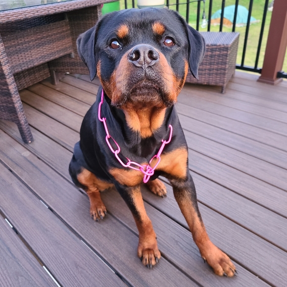 Thanks for visiting! 😃🐶💖🏖 - Picture 4 of 10